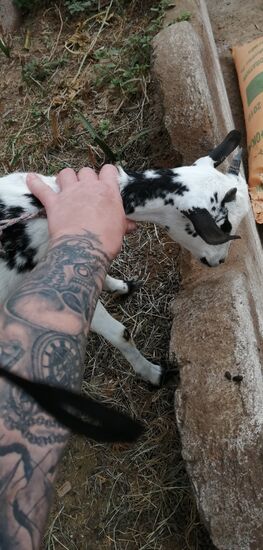 ... das Frühritual... kleine geschecke "Kuhziege" etwas streicheln, das arme "Ding" muss den ganzen Tag angeleint am Baum im Innenhof der Unterkunft verbringen