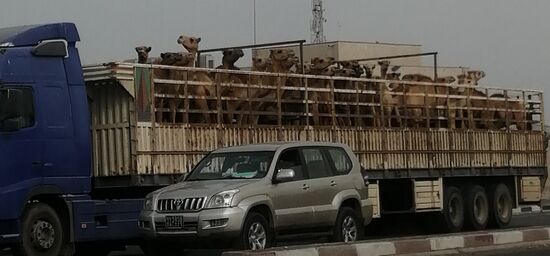 Ein Kameltransport....von ..? ...über Djibouti nach Äthiopien???