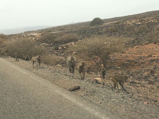 Nach etwa 100km wechseln wir auf die N9 Richtung Westen, hier sind keine Lkws mehr, dafür kommt uns bald eine HErde Affen entgegen..