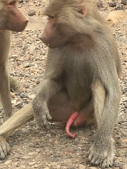 Sie kommen neugierig ganz dicht ans Auto und hoffen, dass wir die Scheibe runterkurbeln...