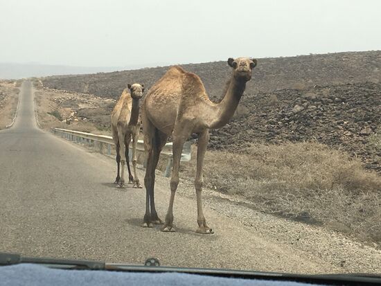 Immer wieder überqueren auch Kamele die Straße...