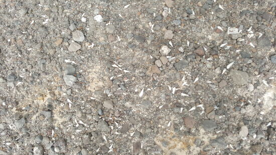 Überall liegen hier Schneckengehäuse—es war wohl alles einst vom Meer bedeckt???