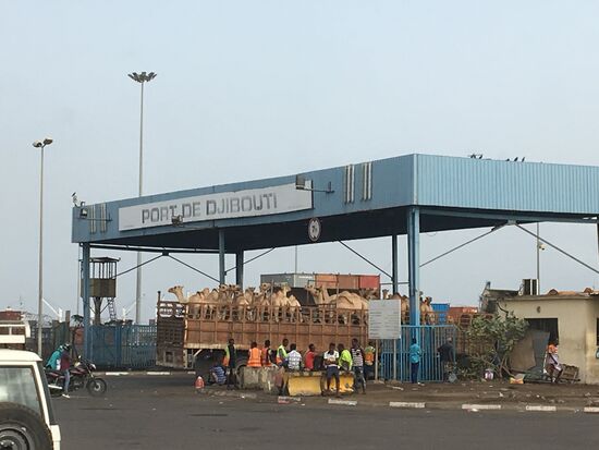 Eine volle Fuhre „leggor“ Kamele ab zur Verschiffung