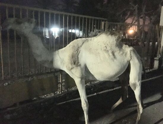Unsere Begleitung zum „Le Golfe“...: fast handzahm diese schmackhaften Geschöpfe.....sie laufen hier auf der Straße herum..