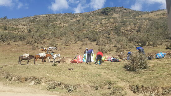 Unser Gepäck wird auf Pferde geladen.