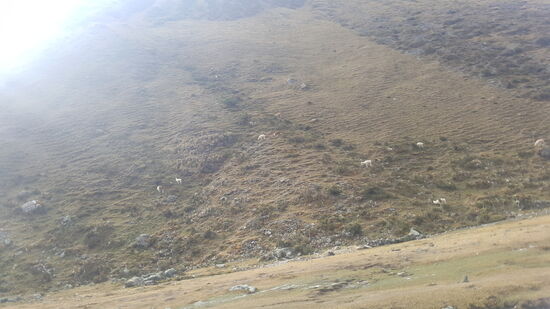 Gaaaanz viele Lamas!!!