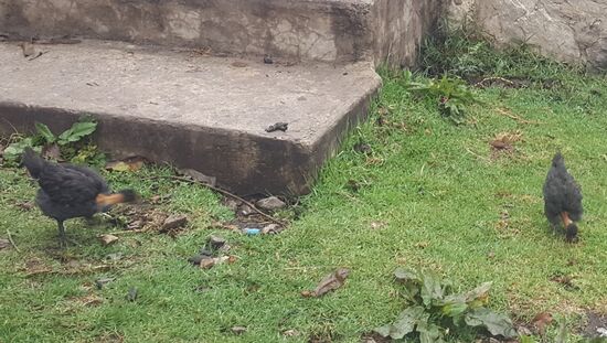 Hier gibt es auch interessante Hühner.