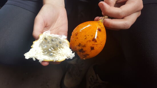 Diese Passionsfrüchte wachsen hier und schmecken köstlich