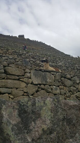 Auch hier sind Lamas