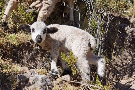 Unterwegs immer wieder Frauen und Kinder, die Schafe hüten...
