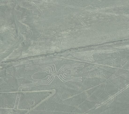 Unverkennbar die Spinne