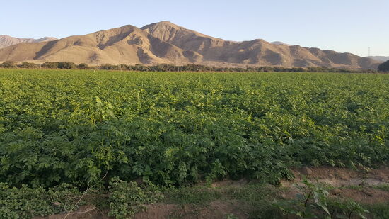 Hier ist ein riesiges Kartoffelfeld
