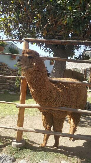Wir besuchen das Lama-Museum, welches die Herstellung der Wolle und Kleidung zeigt