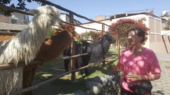Das sind aber Alpakas—diese possierlichen Tierchen sind niedlich und so gutmütig wie sie aussehen