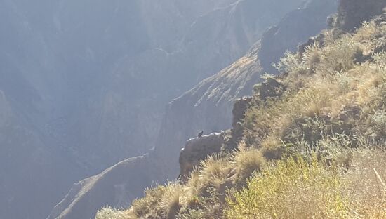Dann stoppen wir auf 3800m an der Condor-Schlucht, um die Condore zu sehen: dort auf dem Felsen sitzen einige