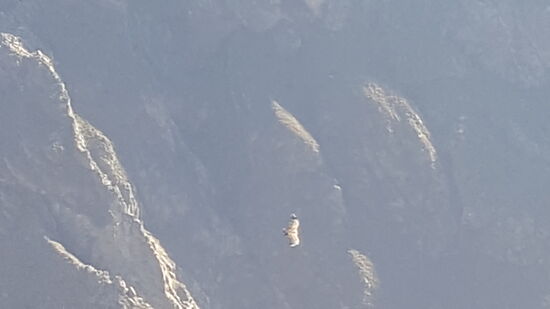Die Sicht ist gut und wir können einige beobachten, wie sie elegant über die Schlucht schweben