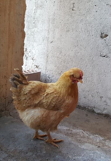 Das Haushuhn—es ist lieb und anhänglich—es fällt ja immer was vom Tisch...