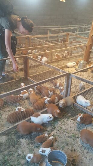 Bald darauf machen wir Stop an einem Kiosk, wo wir unter anderem hier iin die Speisekammer schauen. Meerschweinchen-Guinnea pig werden hier gerne gegessen