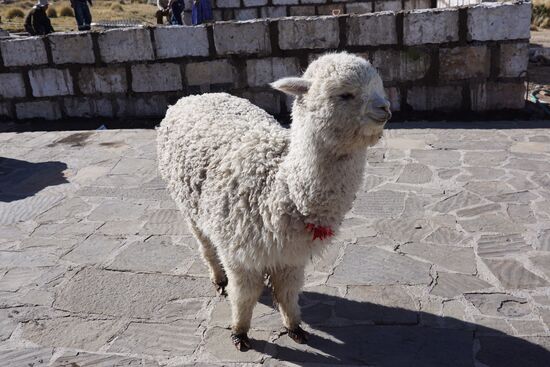 Ein letzter Pipi-Stop unterwegs. Hier laufen ein paar süße Alpakas herum...