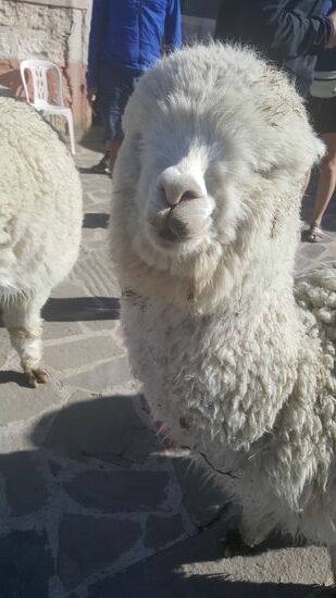 Man möchte am liebsten mit kuscheln...