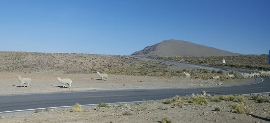 Hier laufen immer wieder Herden von Alpakas über die Straße