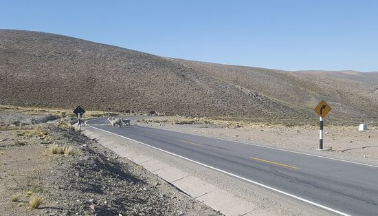 Ganz gemütlich—die Autos bremsen ja...