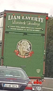 In diesem Lkw werden viele Lämmer transportiert...