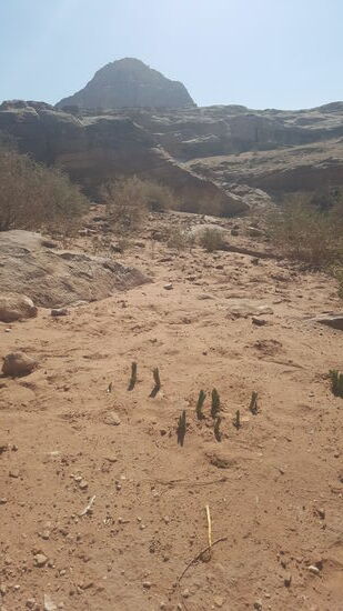 Da wächst tatsächlich was Grünes aus dem trockenen Sand...