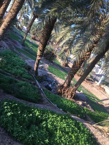 Jegliche schmale unbebaute Fläche zwischen Strand und Hauptmagistrale wird für den Anbau von Salat und Gemüse genutzt und täglich durch kleine Kanäle, die die winzigen Beete voneinander abtrennen, reichlich bewässert...es scheint sehr gut zu funktionieren.