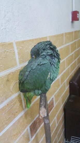 So, der "Papagallo" schläft und wir auch gleich...Gute Nacht...morgen ist dann der letzte  komplette Tag in Aqaba