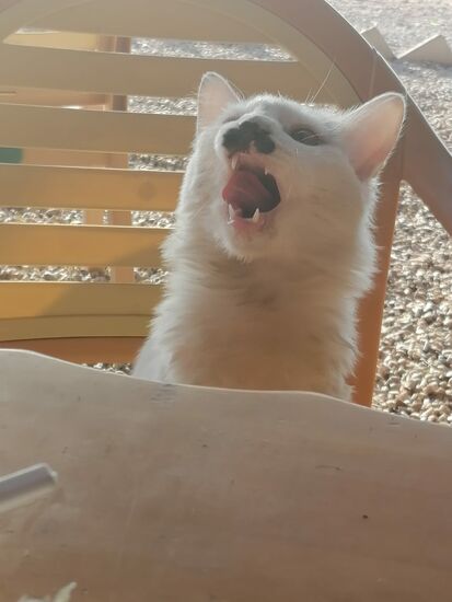 Gääähnnn...