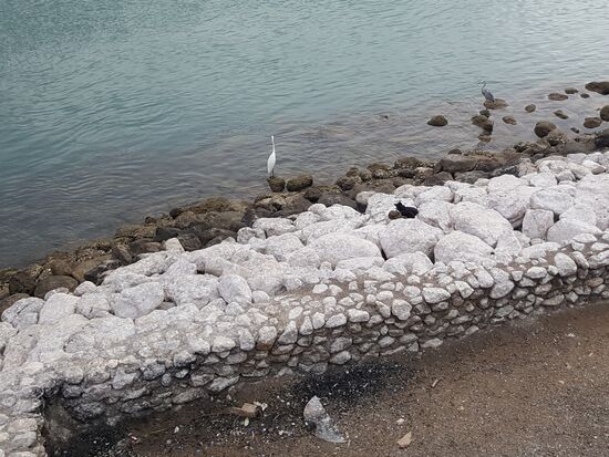 Fischreiher und Katzen genießen die Sonne
