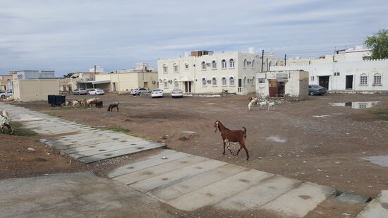 Viele Ziegen....Katzen....Esel....
