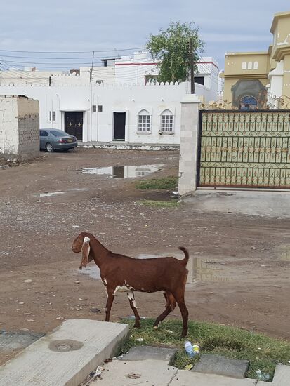 Die hat aber lange Schlappohren...die stören doch....?