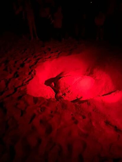 Sie tut uns total leid, wie sie sich da abrackert—-immer wieder macht sie eine Pause und dann schaufelt sie wieder so heftig den Sand, dass er uns um die Ohren fliegt. Das geht nun mehrere Stunden so, bis sie wieder zurück ins Wasser geht.