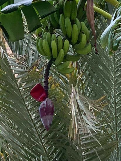 Bananenbäume mit Früchten...