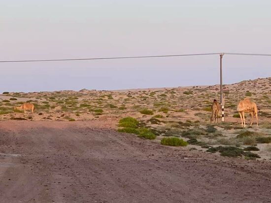 Ein paar Kamele laufen herum...