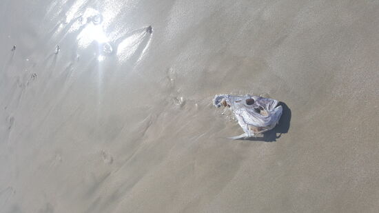 Hier ein toter Fisch und wir beobachten die Schnecken, wie sie in „Windeseile“ angekrochen kommen um zu speisen