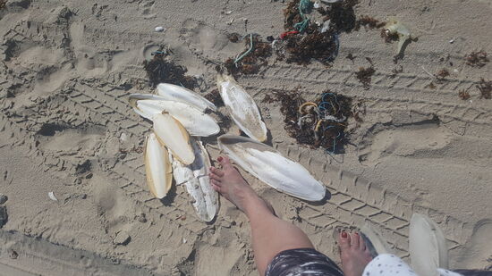 Unmengen von riesigen Sepiaschalen