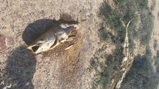 Hier ein Fischfriedhof....