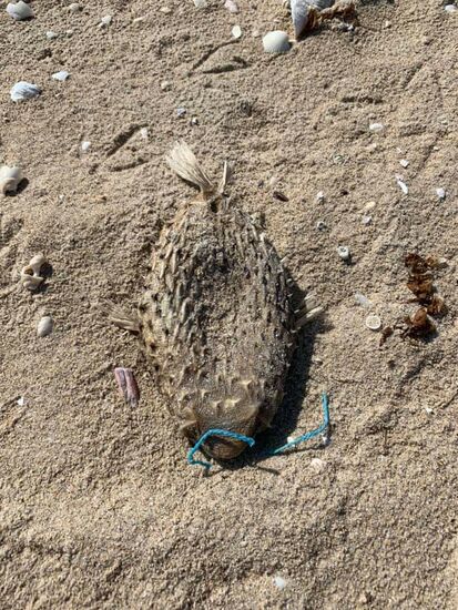 Der ist mumifiziert: nur eine trockene leichte Hülle