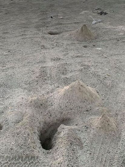 Die buddeln sich da ein—wenn wir uns nähern verschwinden sie schnell in den Löchern