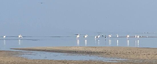 Viele Flamingos sind um diese Jahreszeit hier—Dezember/Januar ist hier die Zeit der Flamingos-im Sommer sieht man hier keine