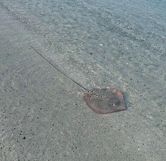 Der liegt da im flachen Wasser