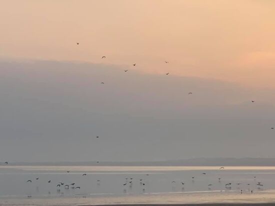 Tschüss Flamingos!!!!