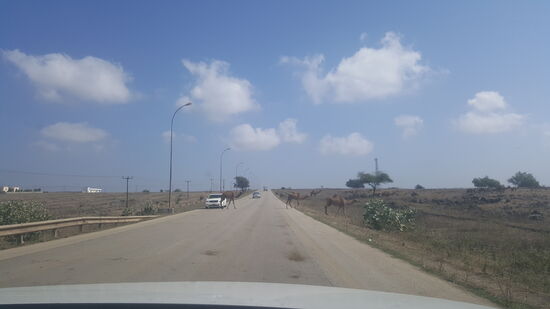Nun gehts Richtung Westen in die Berge—man muss sehr aufpassen, denn dauernd kreuzen Kamele, Ziegen, Esel und Kühe die Straße