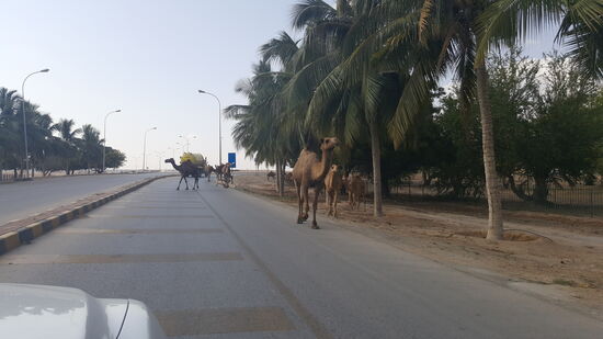 Krass—-da laufen glatt Kamele über die Autobahn und stehen sogar auf dem Trennstreifen in der Mitte!