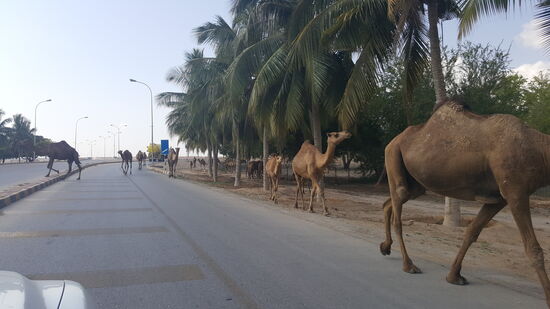 Bei uns sieht man ja manchmal auch Kamele auf der Autobahn—aber hier sind sie viel niedlicher!