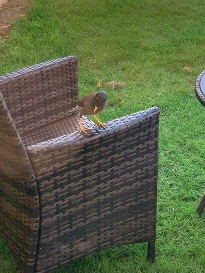 Besuch auf unserer Terrasse...