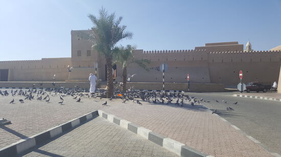 Unmengen von Tauben, die hier auch noch gefüttert werden